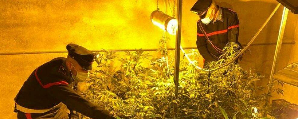 Scoperta una serra con oltre 30 piante di cannabis, arrestato un calabrese