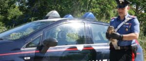 Calabria: carabiniere salva esemplare di “Gheppio” ferito item-thumbnail