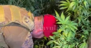 Ferruzzano: scoperta grande piantagione di marijuana. Arrestate 5 persone residenti nella Locride item-thumbnail