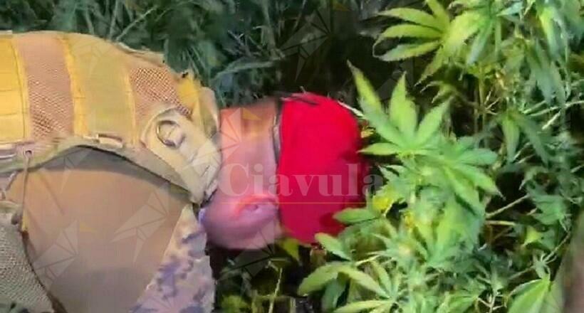Ferruzzano: scoperta grande piantagione di marijuana. Arrestate 5 persone residenti nella Locride