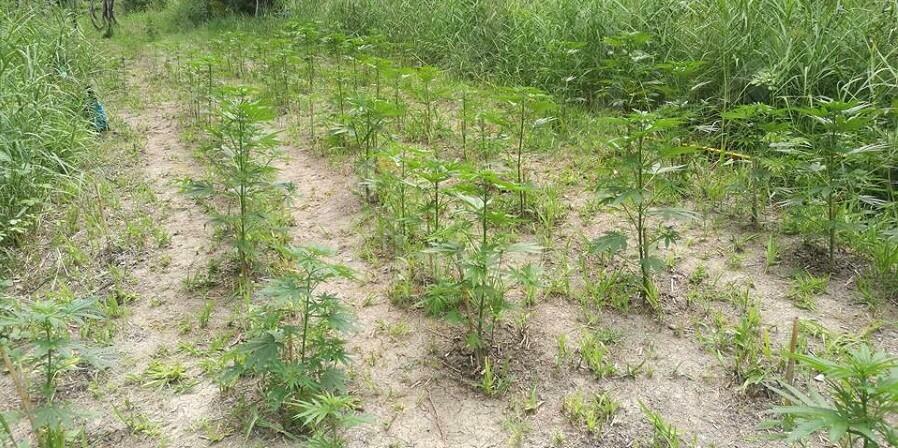 Rinvenuta grande piantagione di marijuana nascosta nelle campagne. Una persona in manette