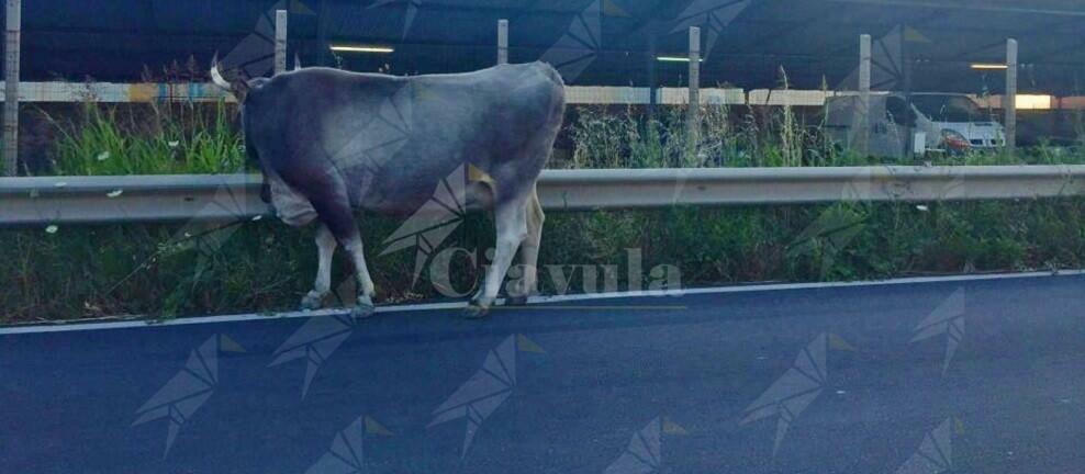 Mucche invadono la strada: l’indignazione di “Basta Vittime”
