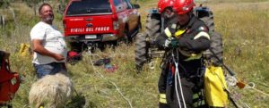 Cade da un dirupo di 60 metri, pecora salvata dai vigili del fuoco item-thumbnail