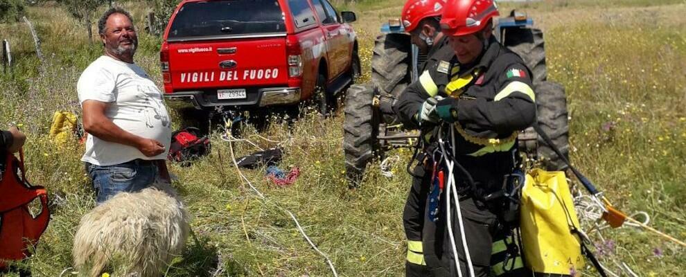 Cade da un dirupo di 60 metri, pecora salvata dai vigili del fuoco