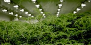Scoperta serra privata per la coltivazione di marijuana. Una persona in manette item-thumbnail