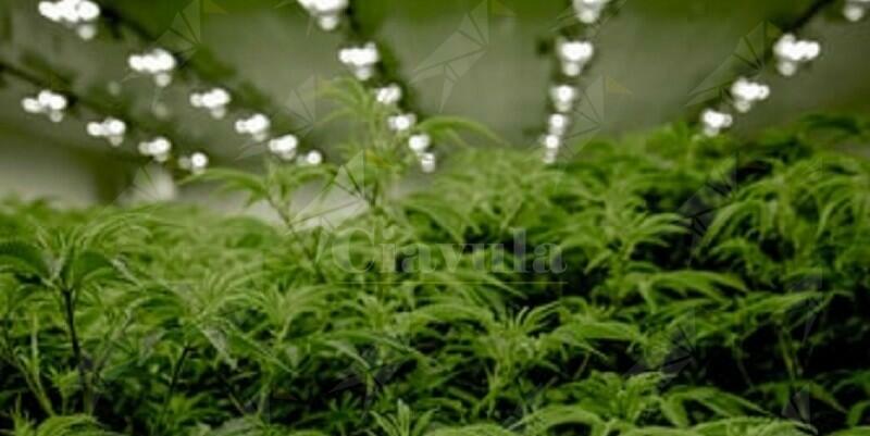 Scoperta serra privata per la coltivazione di marijuana. Una persona in manette