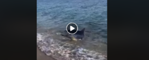 Squalo a riva in Calabria, incredulità e sorpresa tra i bagnanti – video item-thumbnail