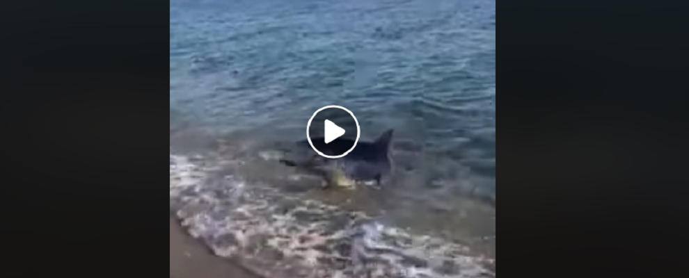 Squalo a riva in Calabria, incredulità e sorpresa tra i bagnanti – video