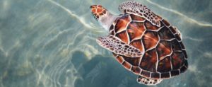 Tartaruga depone le uova sulla spiaggia di Guardavalle. Il nido individuato dal WWF item-thumbnail