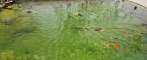 “Troppa sporcizia nella vasca dei pesci del parco giochi a Roccella”: l’invito ai genitori item-thumbnail
