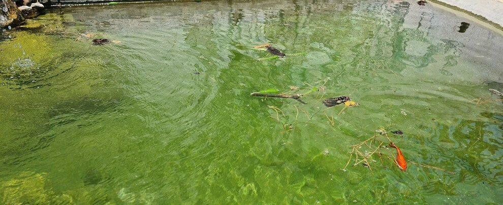 “Troppa sporcizia nella vasca dei pesci del parco giochi a Roccella”: l’invito ai genitori