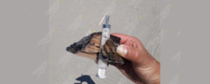 Caulonia, trovata siringa in spiaggia item-thumbnail