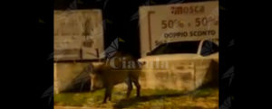 Ieri notte un cinghiale passeggiava per Caulonia marina – video item-thumbnail