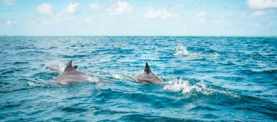 I delfini nel mare di Caulonia