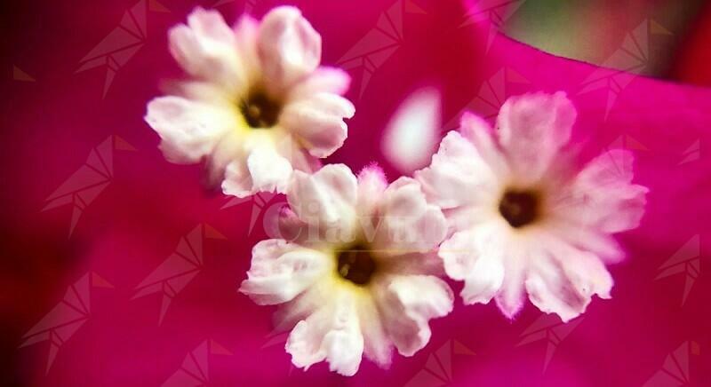 “Dettagli floreali”: foto per la rubrica Cambiando Prospettiva