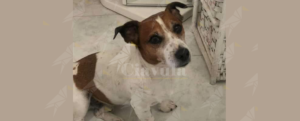 Scomparso cane a Grotteria mare, il proprietario offre ricompensa item-thumbnail