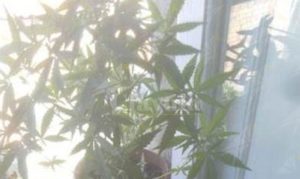 Gioiosa ionica: coltiva marijuana in terrazza, arrestato un 55enne item-thumbnail