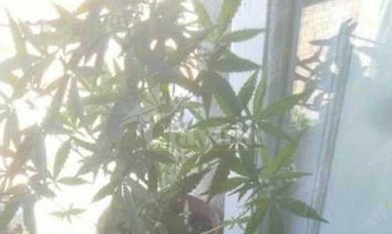 Gioiosa ionica: coltiva marijuana in terrazza, arrestato un 55enne