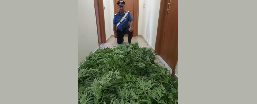 Coltivava marijuana nei campi tra i pomodori, un arresto in Calabria