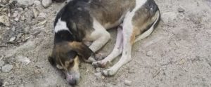 Trovato un cane abbandonato alle cascate di Bivongi item-thumbnail