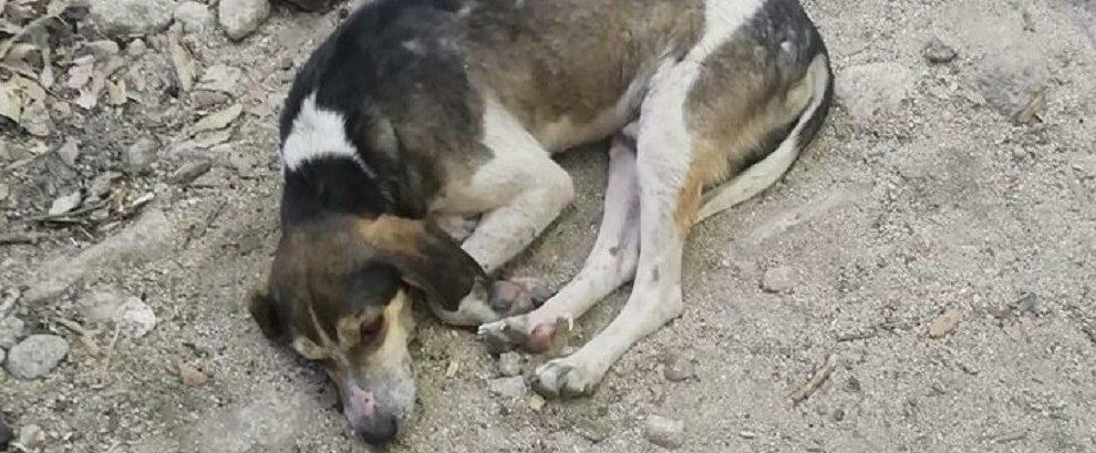 Trovato un cane abbandonato alle cascate di Bivongi