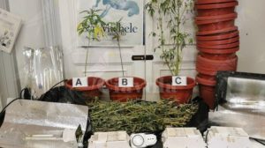 Coltiva cannabis nella propria abitazione, denunciato item-thumbnail