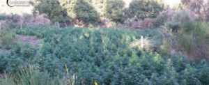 Rinvenute 2000 piante di marijuana a Gioiosa e Grotteria item-thumbnail