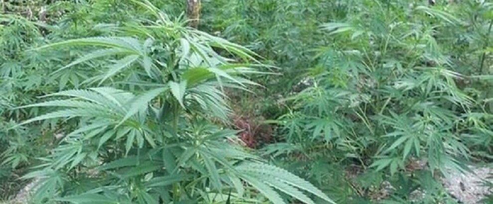 Scoperta vasta piantagione di marijuana in Calabria, due persone arrestate