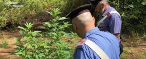 Melicucco: scoperta piantagione di marijuana nascosta tra rovi e sterpaglie, zio e nipote finiscono in manette item-thumbnail