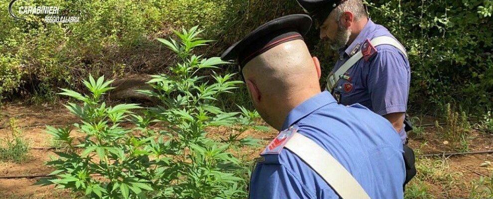 Melicucco: scoperta piantagione di marijuana nascosta tra rovi e sterpaglie, zio e nipote finiscono in manette
