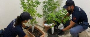 Intervengono per una lite in famiglia e trovano 5 piante di marijuana in casa. Scatta la denuncia item-thumbnail