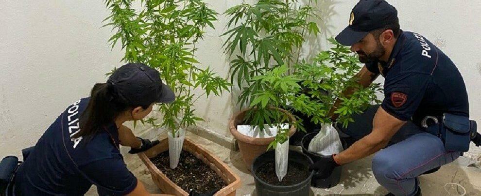 Intervengono per una lite in famiglia e trovano 5 piante di marijuana in casa. Scatta la denuncia