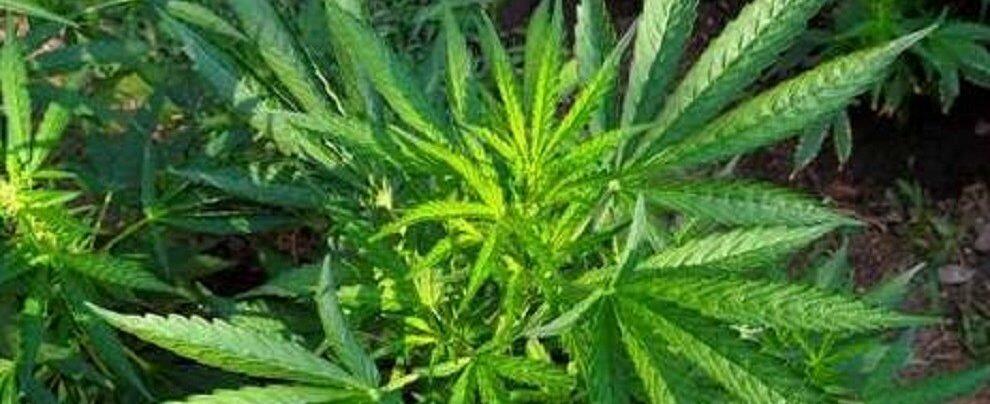 Scoperta una piantagione di marijuana a Gioiosa Ionica