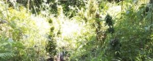 Scovate duemila piantine di marijuana nel reggino item-thumbnail