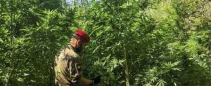 Trovate tre piantagioni in pochi giorni tra Grotteria e Placanica item-thumbnail