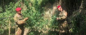 Rinvenuta una piantagione di marijuana a Oppido Mamertina: avrebbe fruttato oltre 250 mila euro item-thumbnail