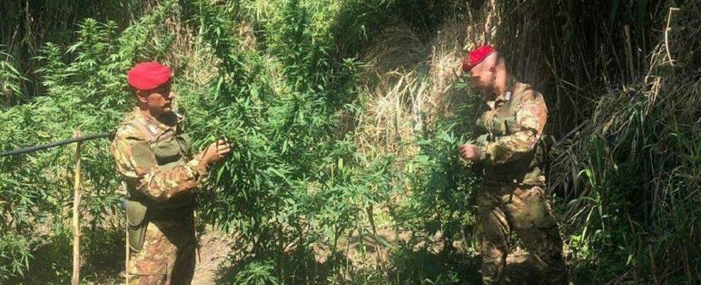 Rinvenuta una piantagione di marijuana a Oppido Mamertina: avrebbe fruttato oltre 250 mila euro