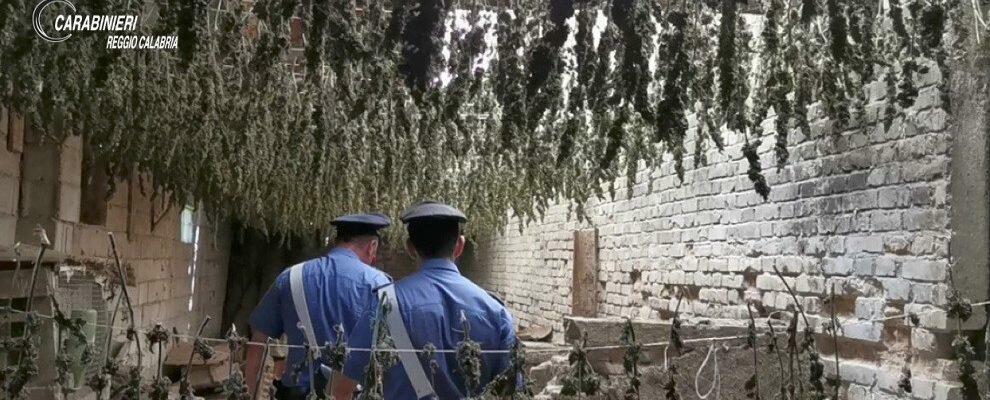 Sequestrate 7000 piante di marijuana a Taurianova. Erano in un capannone abbandonato adibito ad essiccatoio