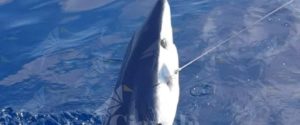 Pescato a Bovalino uno squalo Mako, veloce e potente predatore del mare – video item-thumbnail