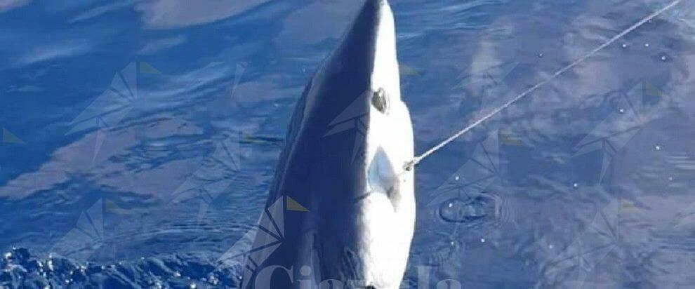 Pescato a Bovalino uno squalo Mako, veloce e potente predatore del mare – video