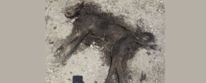 Torna l’orrore a Marina di Gioiosa. Cane legato e bruciato vivo item-thumbnail