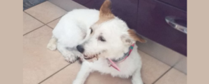 Smarrita una cagnolina a Locri, l’appello della proprietaria item-thumbnail