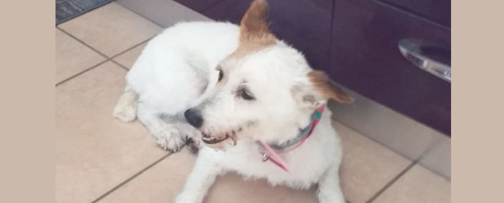 Smarrita una cagnolina a Locri, l’appello della proprietaria