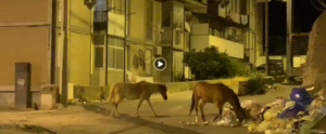 A Reggio Calabria i cavalli mangiano i rifiuti per strada item-thumbnail