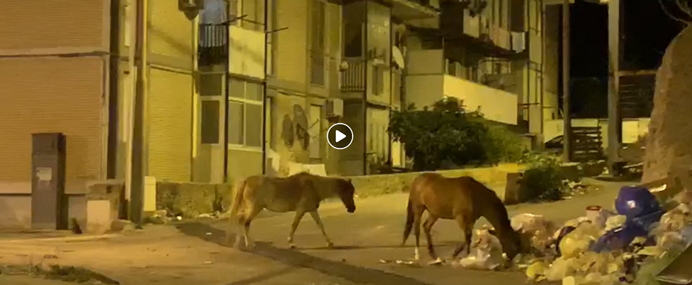 A Reggio Calabria i cavalli mangiano i rifiuti per strada