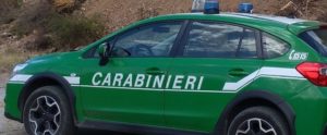 Caulonia: Tagliava illecitamente piante di eucaliptus in un bosco privato. Denunciato item-thumbnail