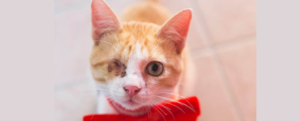 Smarrito un gattino a Gioiosa Ionica, l’appello dei proprietari item-thumbnail