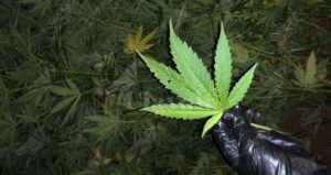 Scoperta piantagione di marijuana. Una persona in manette item-thumbnail