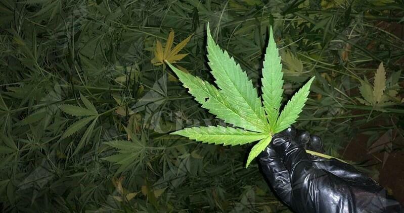 Scoperta piantagione di marijuana. Una persona in manette