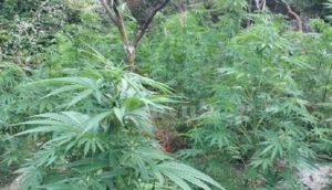 Locri: i carabinieri rinvengono 200 piante di canapa, un fucile da caccia e arrestano una persona per coltivazione di droga item-thumbnail
